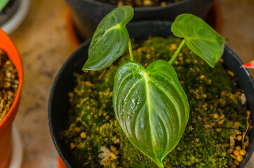 selectively focus on photos of the plant philodendron melanochrysum