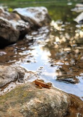 Fototapeta na wymiar orange baby salamander on creek