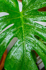 Closeups of a Monstera deliciosa philodendron plant leaves © AgungKY
