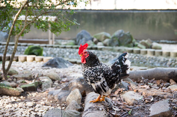 つがいの碁石チャボ