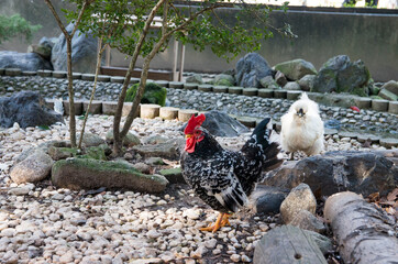 つがいの碁石チャボ