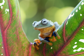 Green tree frog sitting on a leaf