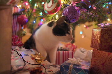 Cat Christmas Mischief