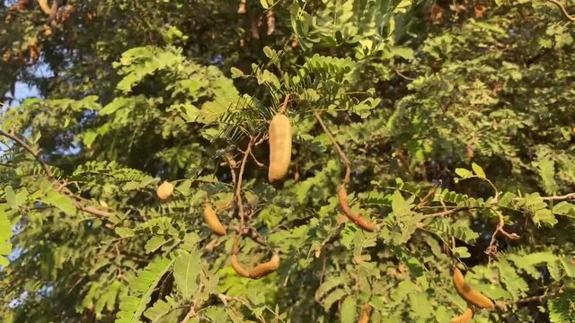Tamarindus indica fruit in nature garden