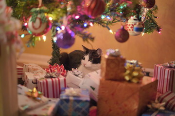Cat Christmas Mischief