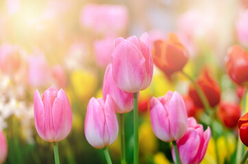 Beautiful fresh tulip flowers