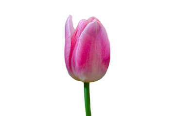 Beautiful fresh tulip flowers