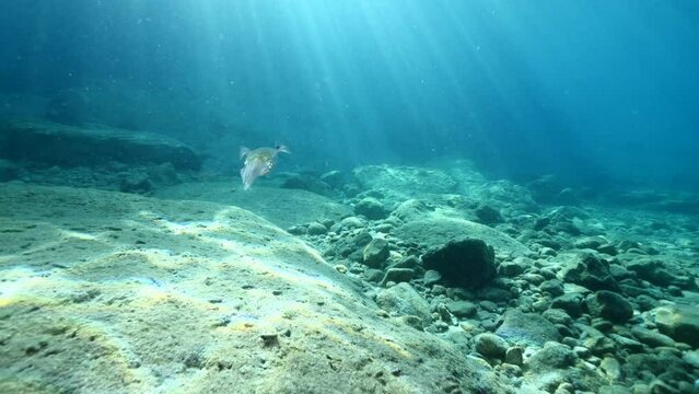 squid  underwater  calamari drifting and swimming underwater close and slow ocean scenery animal