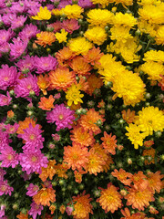 Fototapeta na wymiar colorful autumn flowers