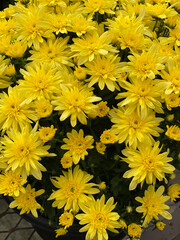 yellow chrysanthemum flowers