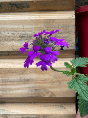 lilac flowers on wooden background