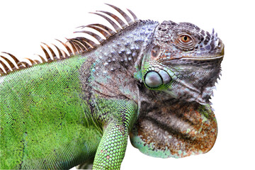 A big iguana lizard on white background.