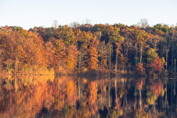 Trees along a shoreline reflecting in a still morning lake