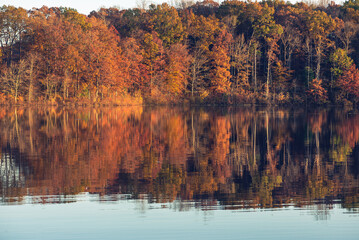 Trees along a shoreline reflecting in a still morning lake