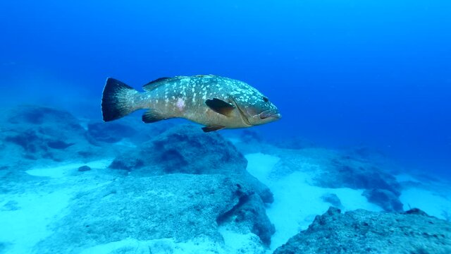 big grouper swim close with a big remora pilot fish swim together underwater goliath dusky grouper ocean scenery