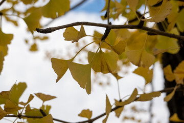 昭和記念公園の紅葉