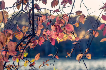 Close-up of autumn leaves in late afternoon sun beside a lake