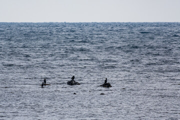 角島　冬の日本海と海鵜