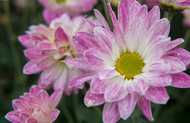 Fototapeta premium Beautiful flowers.
