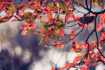close-up of autumn leaves at sunset beside a lake