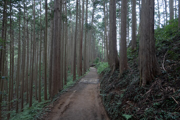 日和田山の山中