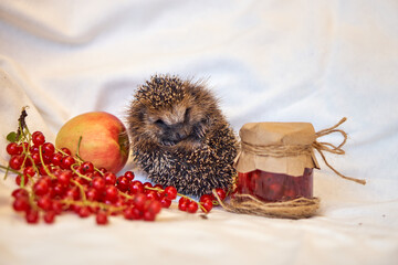Hedgehog cook and berries in a saucepan. Red Ribes. cooks kampot. Cute animals.