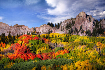 Tree leaves changing color in the Fall in the Rocky Mountains of Colorado. The sky is blue with a...
