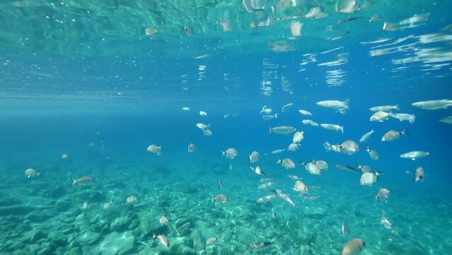 fish eating particles from surface of water underwater mediterranean sea ocean feeding scenery