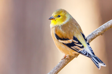 Cose up portrait of an American Goldfinch (Spinus tristis) perched on a tree limb during autumn. Selective focus, background blur and foreground blur
