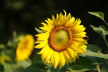 sunflower in the field