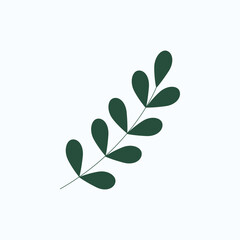 eucalyptus silver dollar leaf vector illustration. green flat style leaves © 200degrees