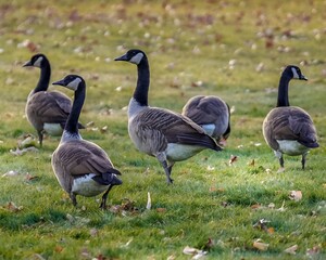 canadian geese on the beach © Susan Rydberg