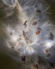 seeds in the wind