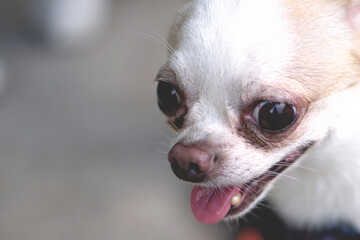 Chihuahua dog smiley face, selected focus