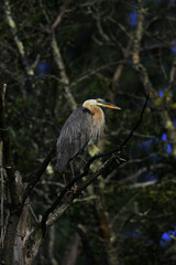 great blue heron on a branch