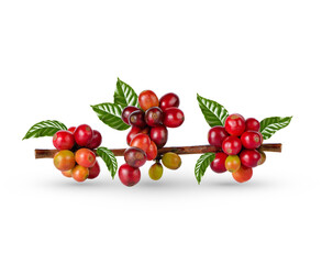 Red coffee beans on a branch of coffee tree isolated on white background