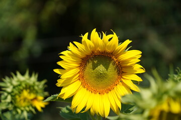 sunflower in the field