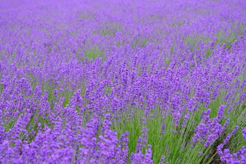 Fototapeta premium ファーム富田（ラベンダー畑）