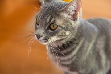 子猫，猫
