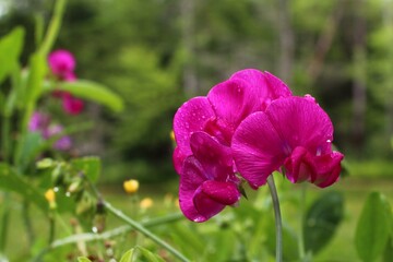 Fototapeta premium Sweet PeA