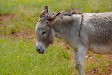 wild burro in grass