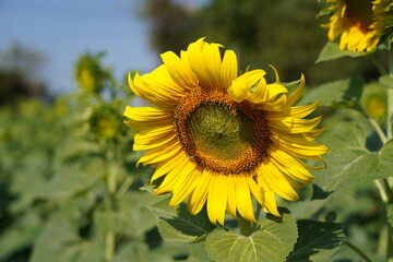sunflower in the field