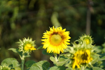 field of sunflowers