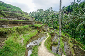 Fototapeta na wymiar Beautiful rice terraces in Bali island