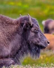 Bison in the Black Hills, South Dakota 11