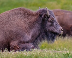 Bison in the Black Hills, South Dakota 4