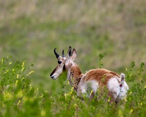 Pronghorn in the Black Hills, South Dakota