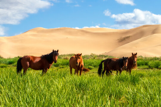 Gobi horses near sand dunes