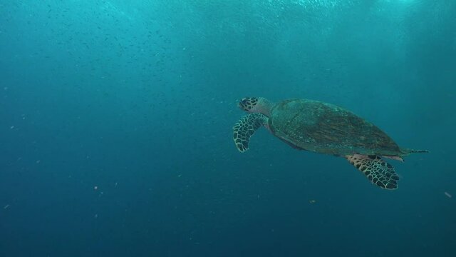 Hawksbill turtle swimming into the blue with a big shoal of sardines in the background
