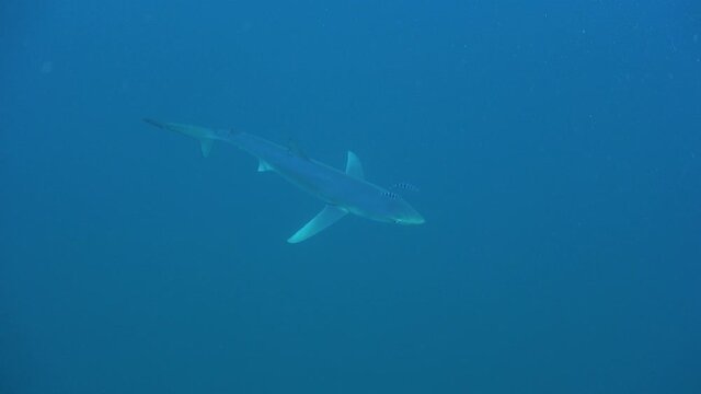 Blue shark swimming in the open ocean filmed from top.